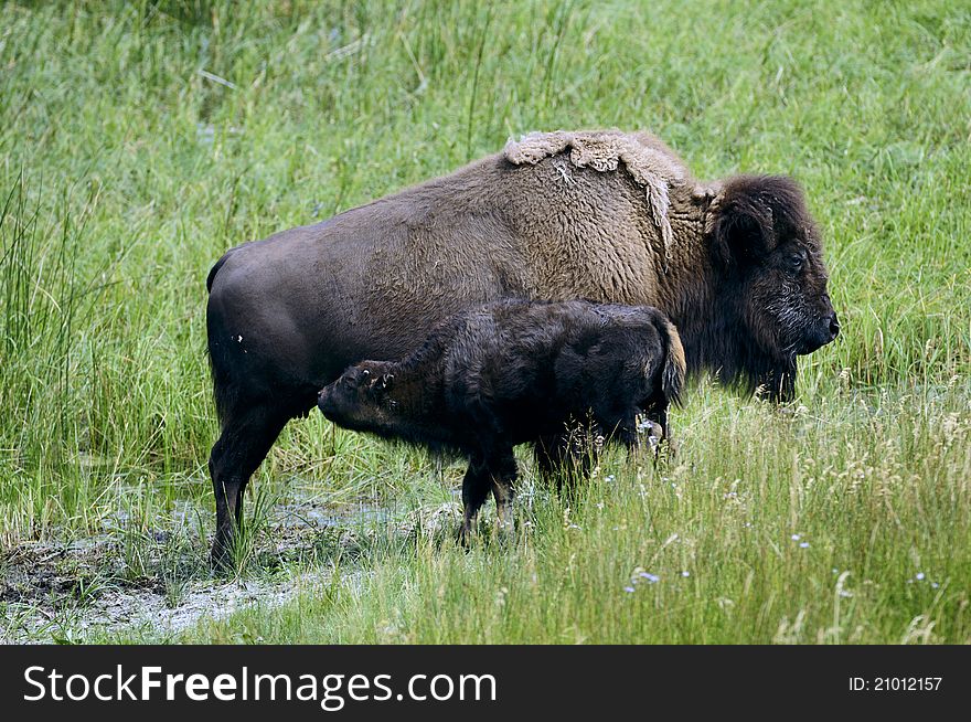 Bison grazing in Yellowstone National park