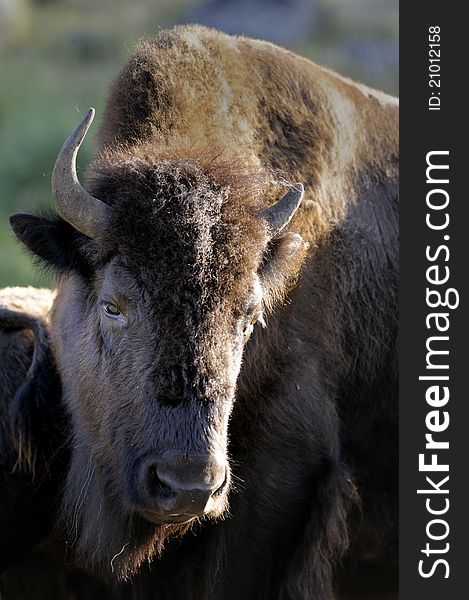 Bison Grazing In Yellowstone National Park