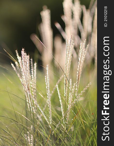 White Grass In The Light Of The Sun