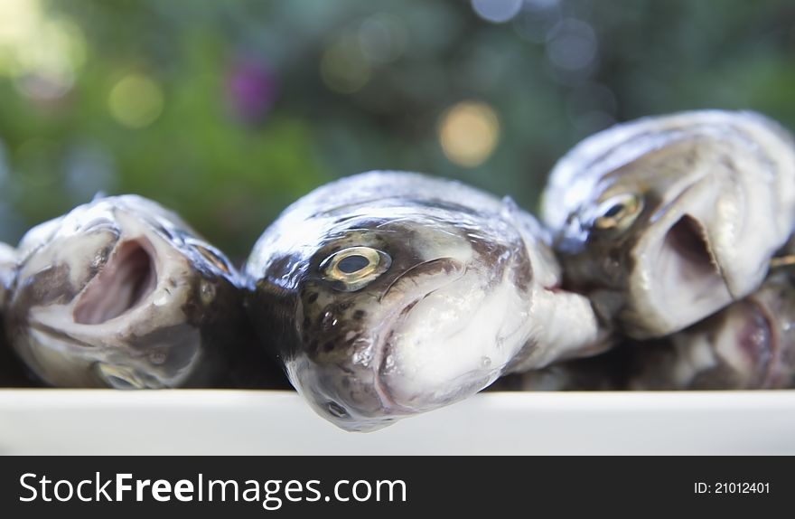 Three trouts on the plate, waiting to be prepared