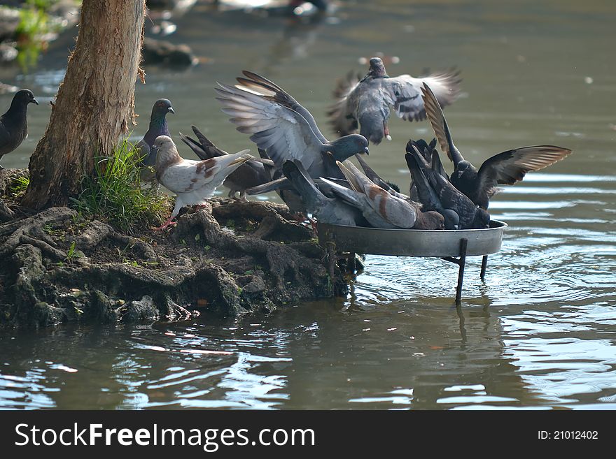 A group of Pigeon at Wet Land Putrajaya