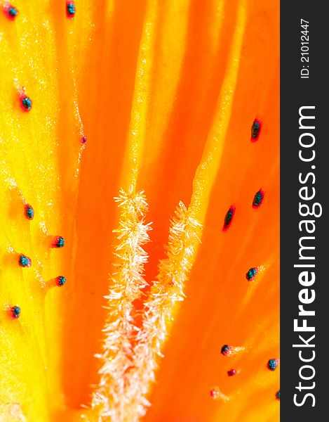 Extreme macro picture inside of orange lily. Extreme macro picture inside of orange lily.