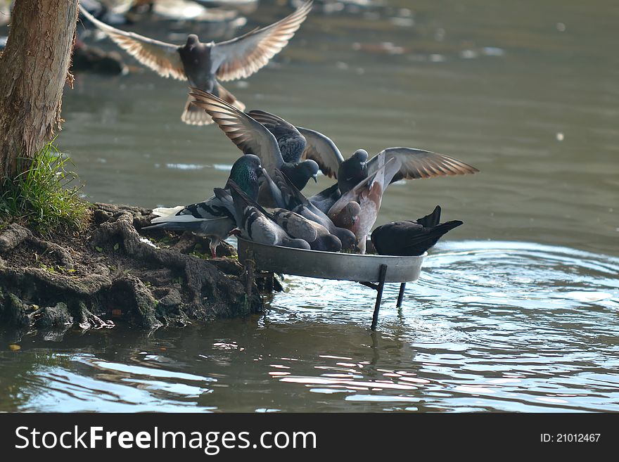 A group of Pigeon at Wet Land Putrajaya