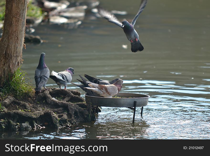 A group of Pigeon at Wet Land Putrajaya