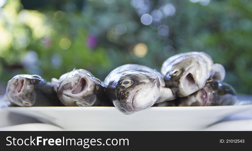 Five trouts laying on the plate, waiting to be prepared for grilling. Five trouts laying on the plate, waiting to be prepared for grilling