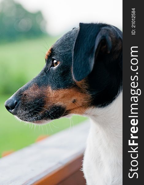 Picture of Jack Russell Terrier, vertical shot.