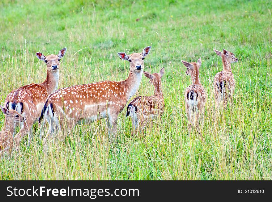 Herd of deers in farmland, picture taken during the daytime.