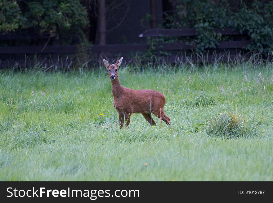A Red Deer alert in the grass. A Red Deer alert in the grass