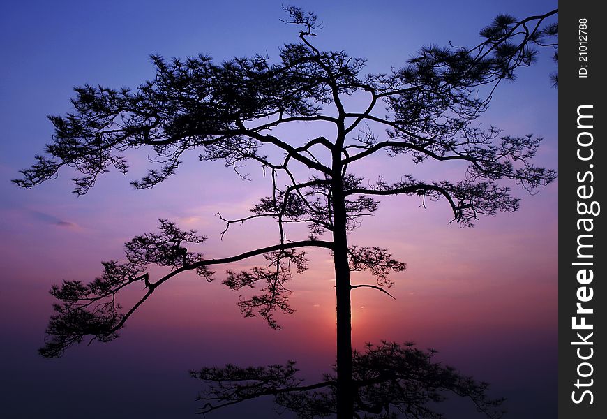 Siluate of tree, Loei Thailand
