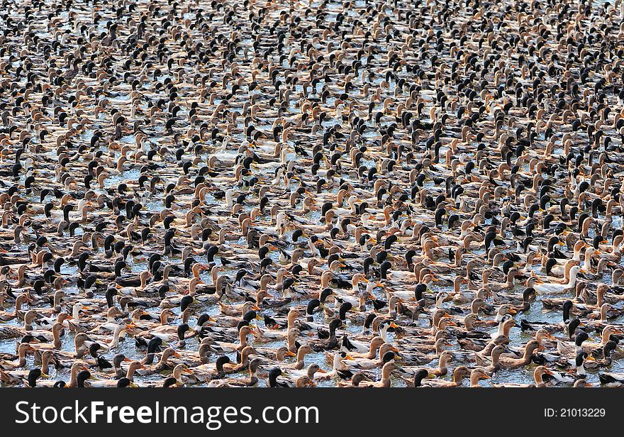 Numerous flock of ducks floating on the water. Numerous flock of ducks floating on the water