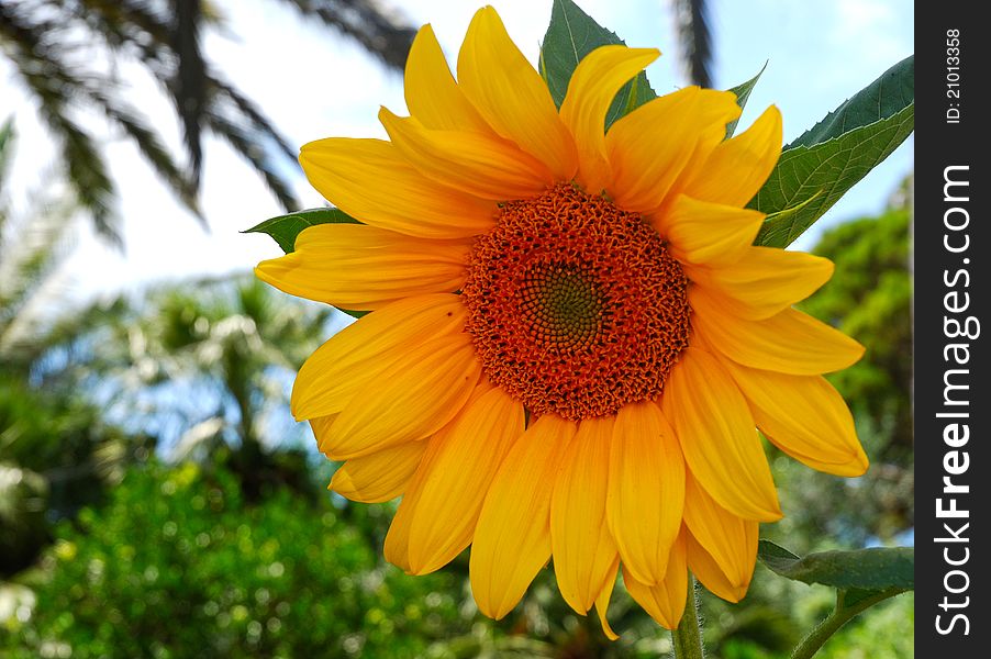 Close up of beautiful sunflower blossoming