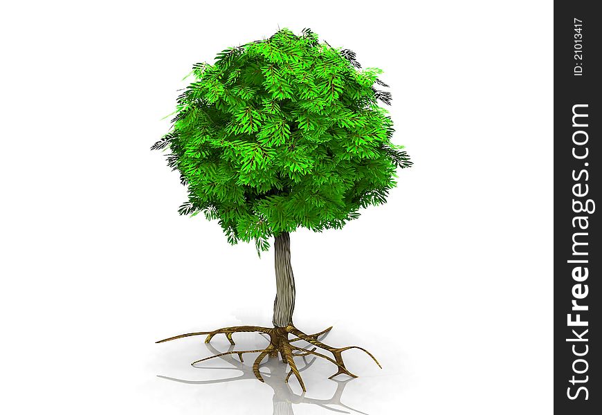 A green tree on white background