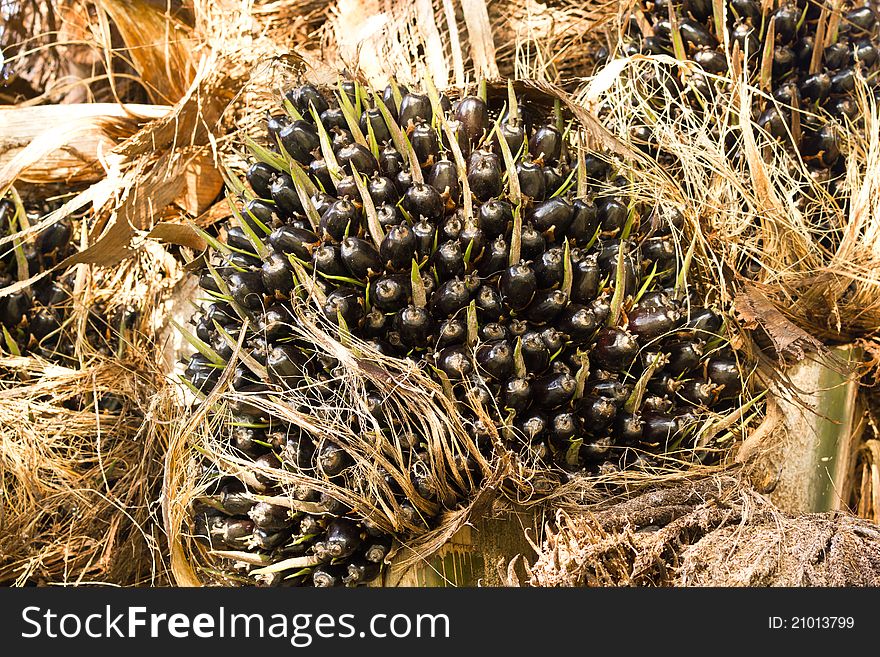 Palm Oil fruits in the Palm tree.