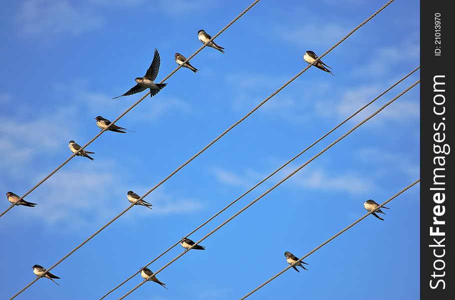 Flock of birds sitting on high voltage cables, against the sky