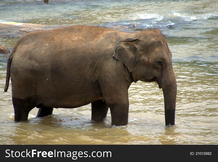 Pinnawela Elephant Orphanage In Sri Lanka