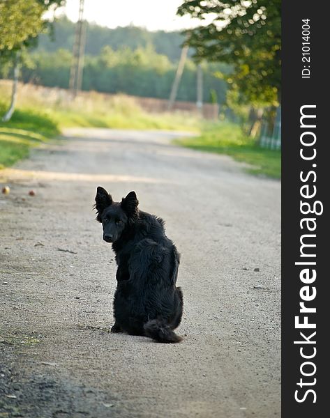 Black, rural dog sitting in the middle of the road, waiting for its owner. Black, rural dog sitting in the middle of the road, waiting for its owner