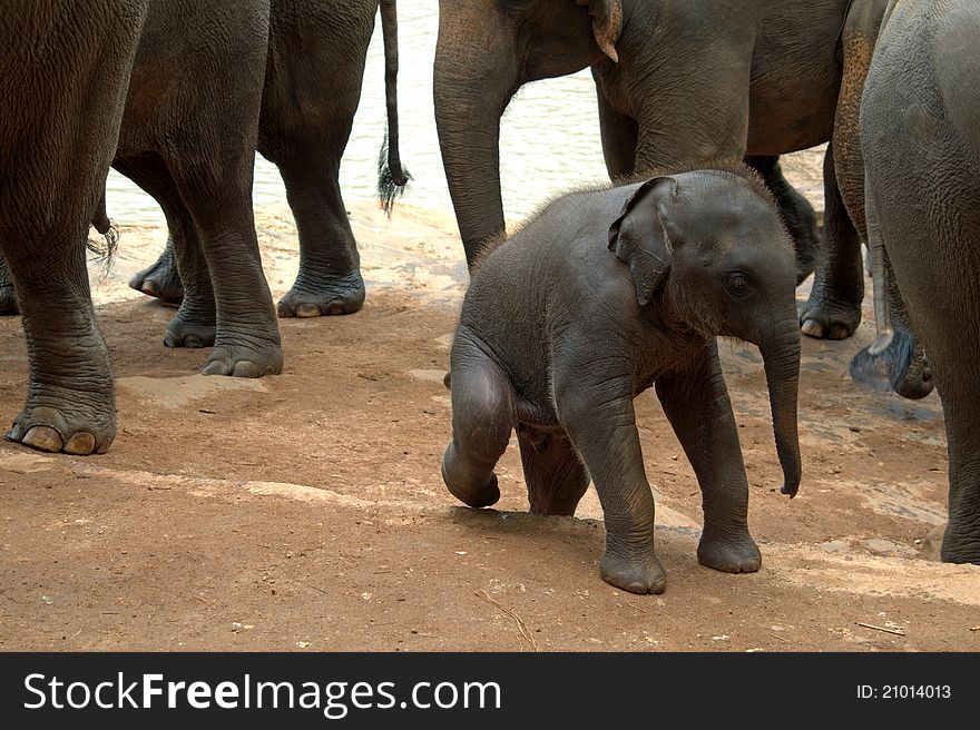 Pinnawela Elephant Orphanage in Sri Lanka, Asia. Pinnawela Elephant Orphanage in Sri Lanka, Asia