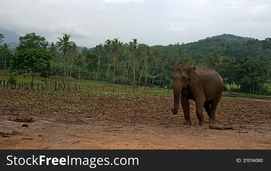 Asian Elephant In Sri Lanka
