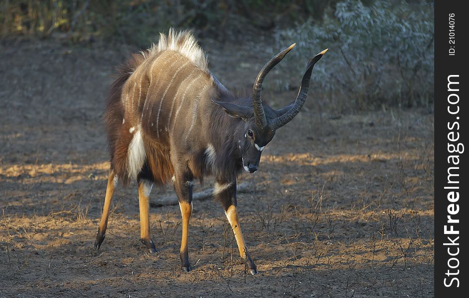 A Nyala bull in a threatening stance in the Mkuze Game Reserve, South Africa.