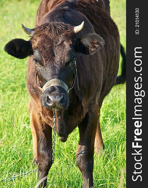 Brown cow on pasture, the old Polish village in Podlasie. Brown cow on pasture, the old Polish village in Podlasie