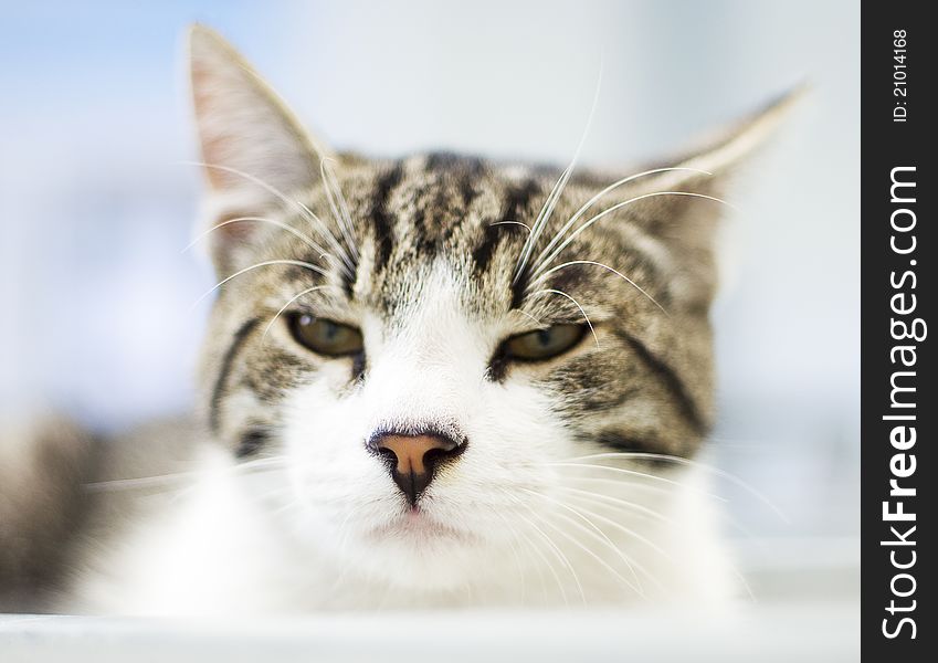 Portrait of a sleepy cat, shallow depth of field. Portrait of a sleepy cat, shallow depth of field.