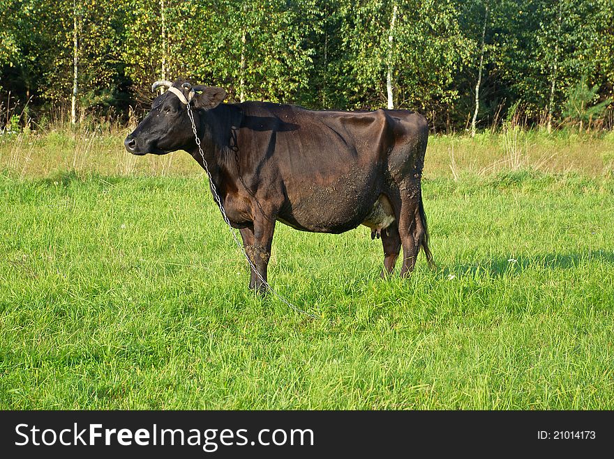 Brown cow on pasture, the old Polish village in Podlasie. Brown cow on pasture, the old Polish village in Podlasie