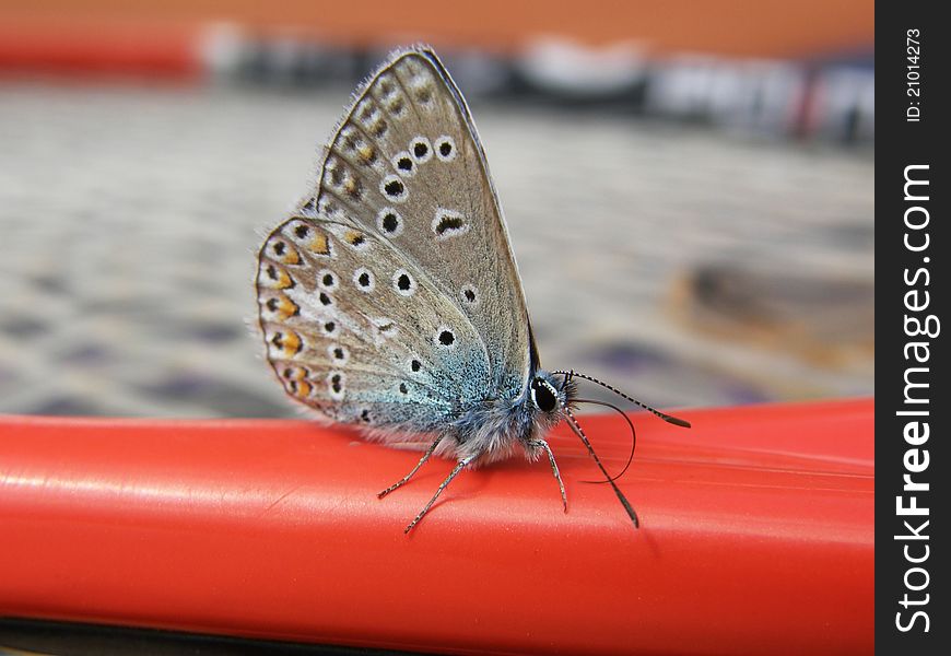 Common blue butterfly sitting on tennis racquet. Common blue butterfly sitting on tennis racquet