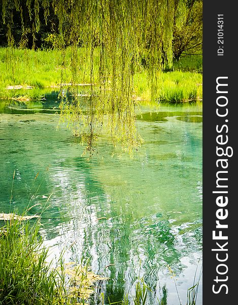 A willow tree reflected on lake. A willow tree reflected on lake