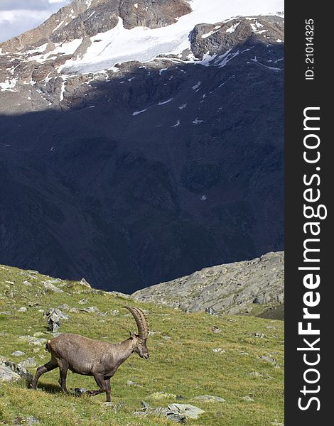 Portrait Of Young Ibex In The Alps