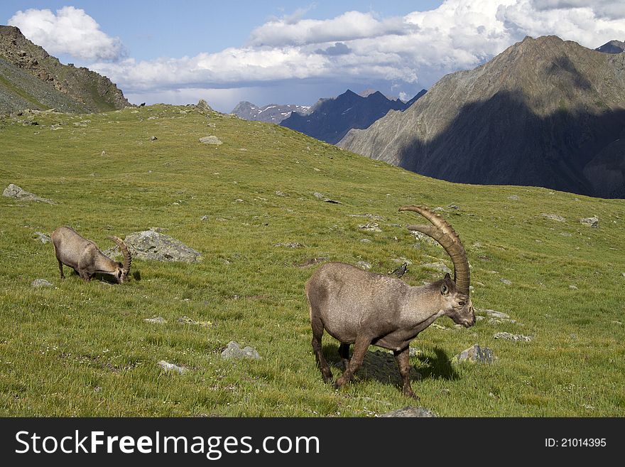 Group Of Ibex In The Alps