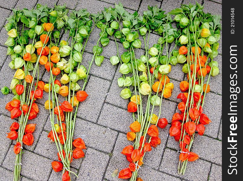 Physalis plant on the garden path