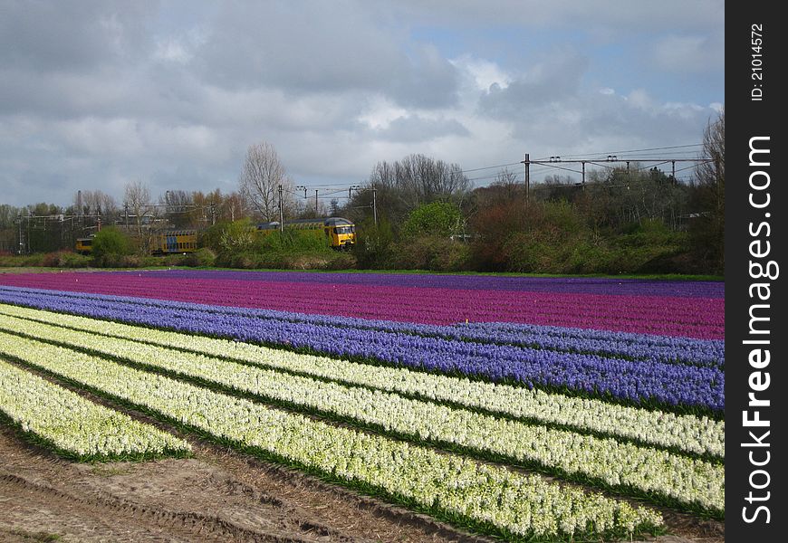 Dutch flower field in the spring