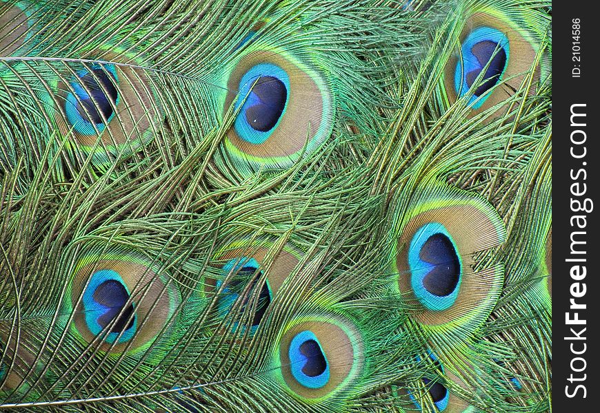 The feathers of a peacock tail