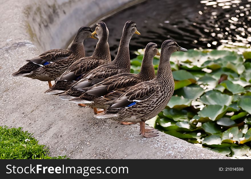 A family of mallard ducks standing at a fountain