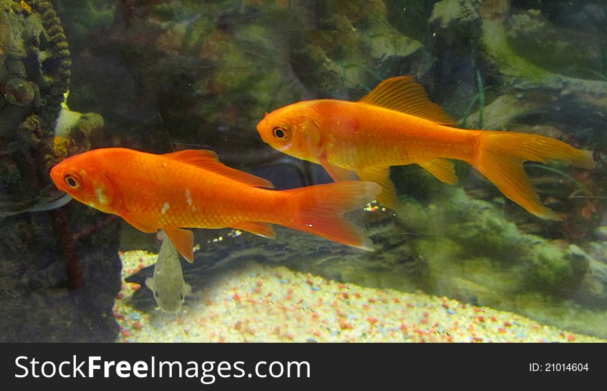 Two swimming orange gold fish. Two swimming orange gold fish