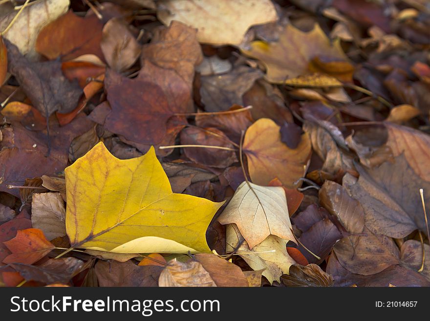 Close-up of leaves in autumn in the park of Burcina