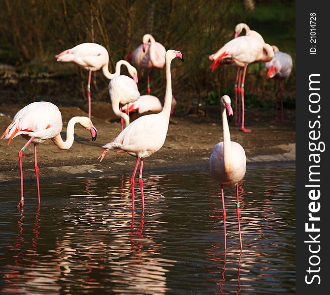 Pink flamingo in zoo close up