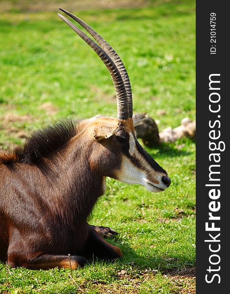 Goat in wild close up