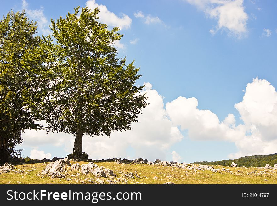 Two trees against blue cloudy sky in mountain, italy