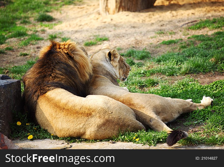 Close up lion in zoo