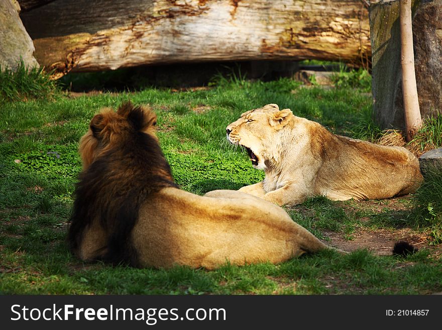 Close up lion in zoo