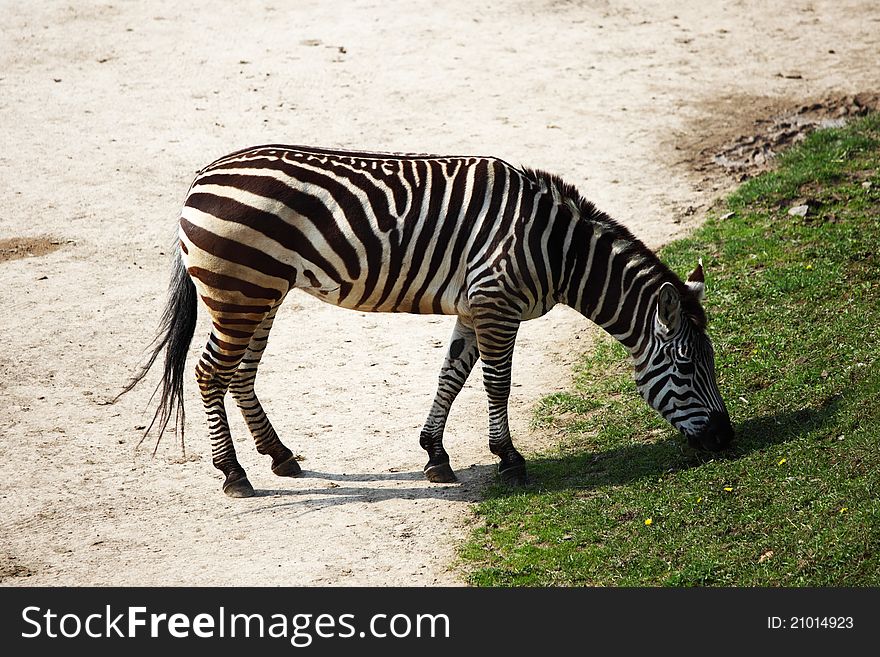 Zebra in zoo close up