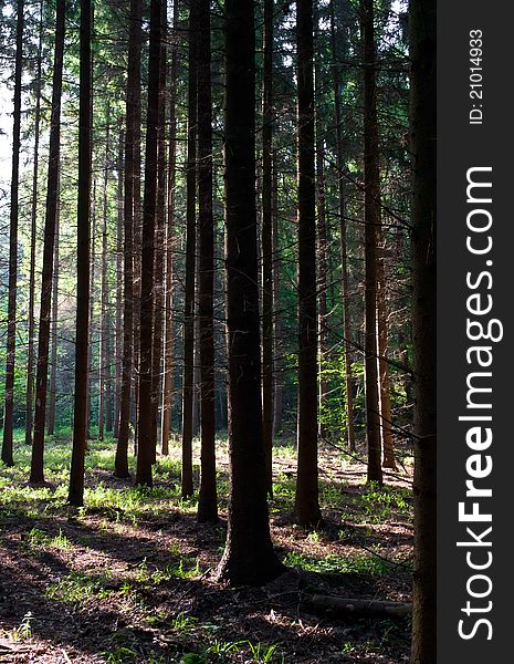 Dark pine forest in the summer's morning