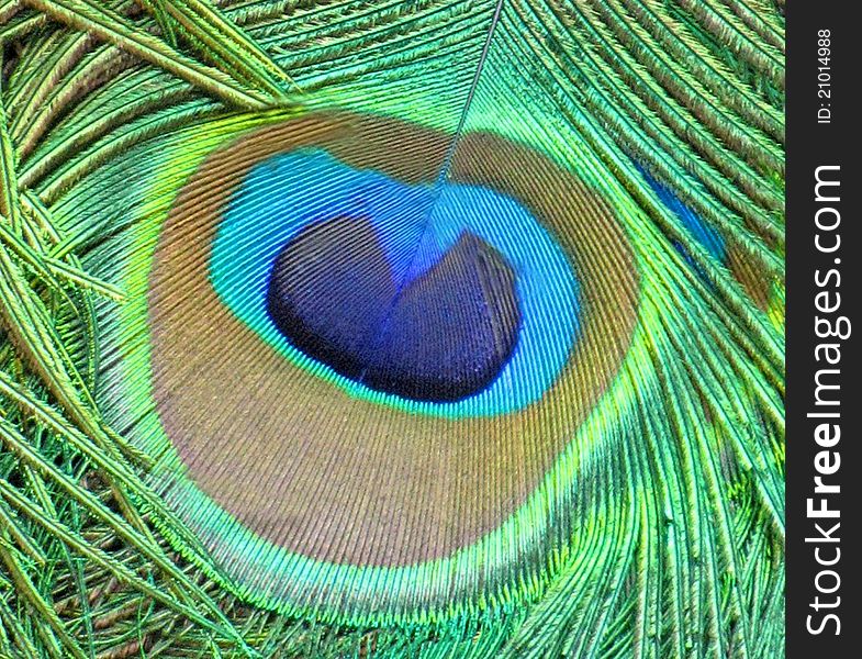 A beautiful colorful peacock feather