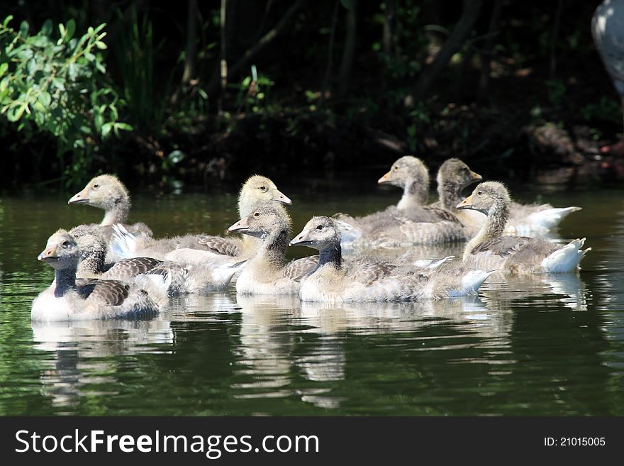 Anser anser family young duck. Anser anser family young duck