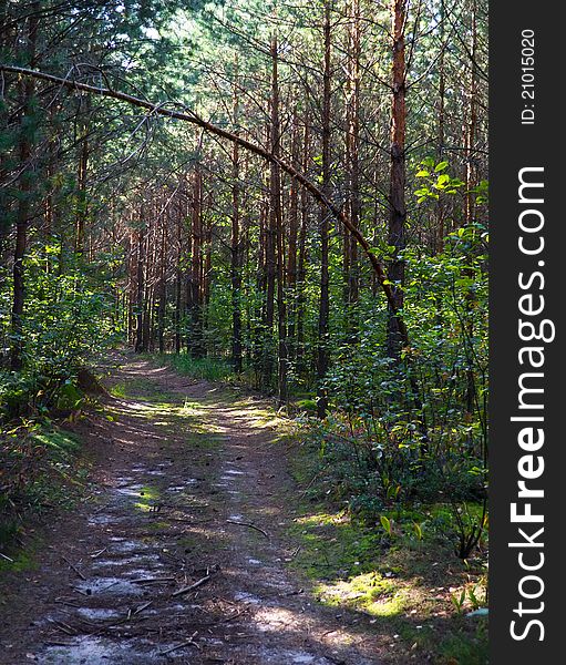 Road in a pine forest. Road in a pine forest