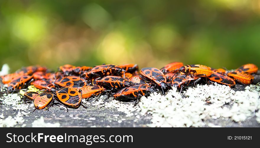 Many colorful beetles destroying fence