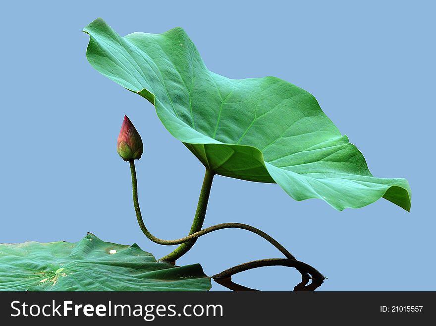 The lotus bud is protecting by its leaf.