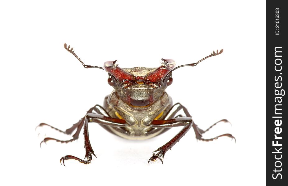 Stag beetle on the white background