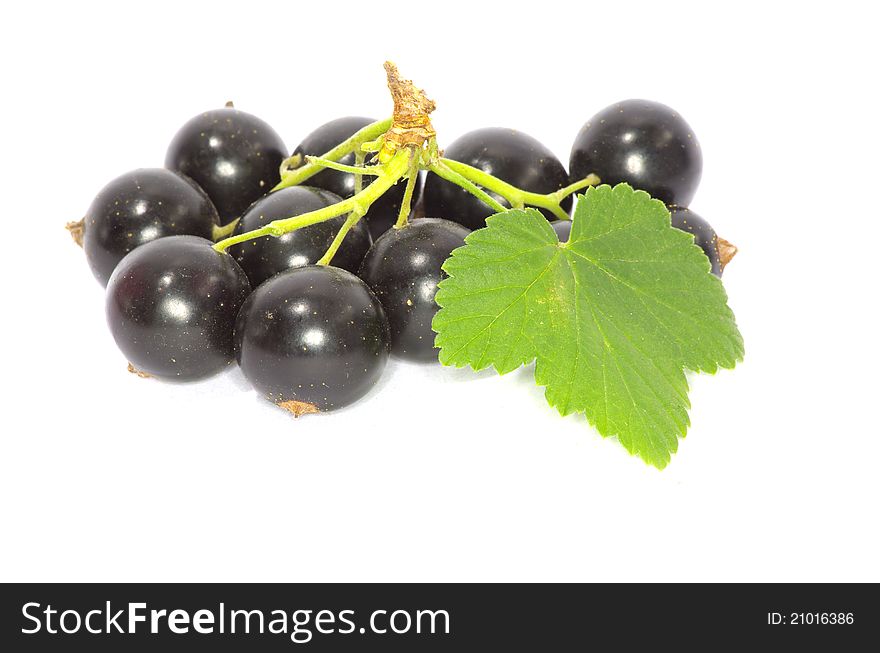 Branch of black currant fruits isolated on white background